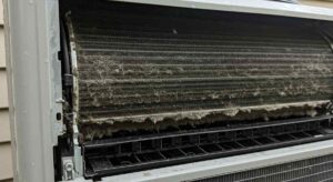 Humidity Damage & Mold Growth (1)